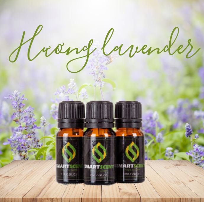 Khử mùi hôi phòng ngày mưa bằng tinh dầu Lavender