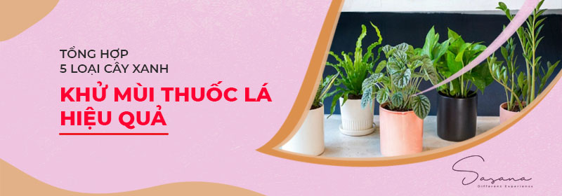 5 loại cây xanh khử mùi thuốc lá trong nhà hiệu quả