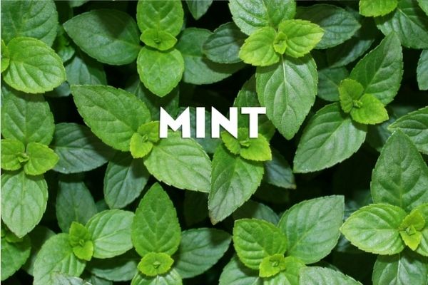 Thẻ thơm MInt