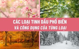 cac-loai-tinh-dau-pho-bien-va-cong-dung-cua-tung-loai