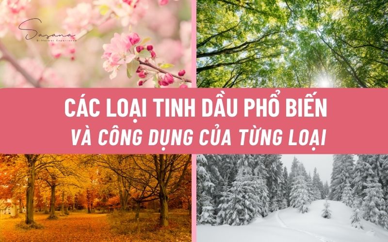 cac-loai-tinh-dau-pho-bien-va-cong-dung-cua-tung-loai