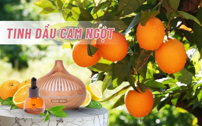tin-dau-cam-ngot