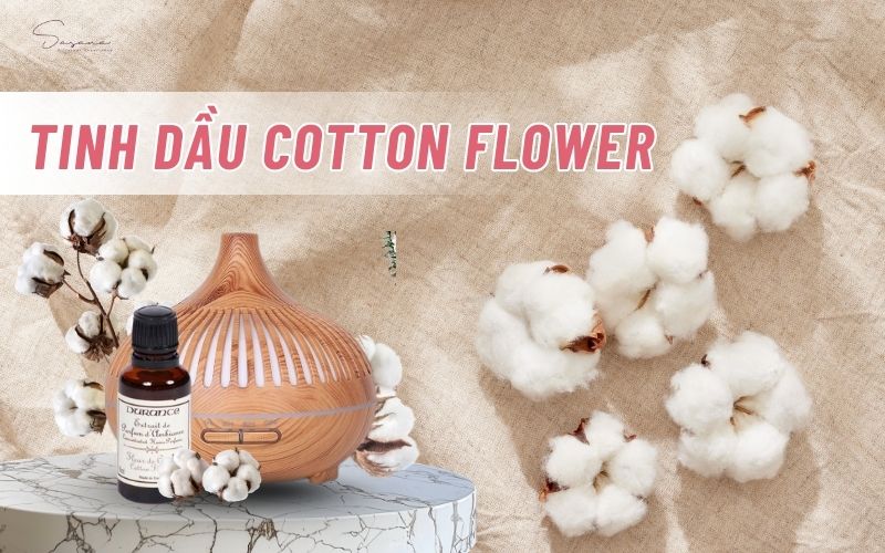 tinh-dau-cotton
