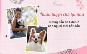 Huan-luyen-cho-tai-nha-huong-dan-tu-a-den-z