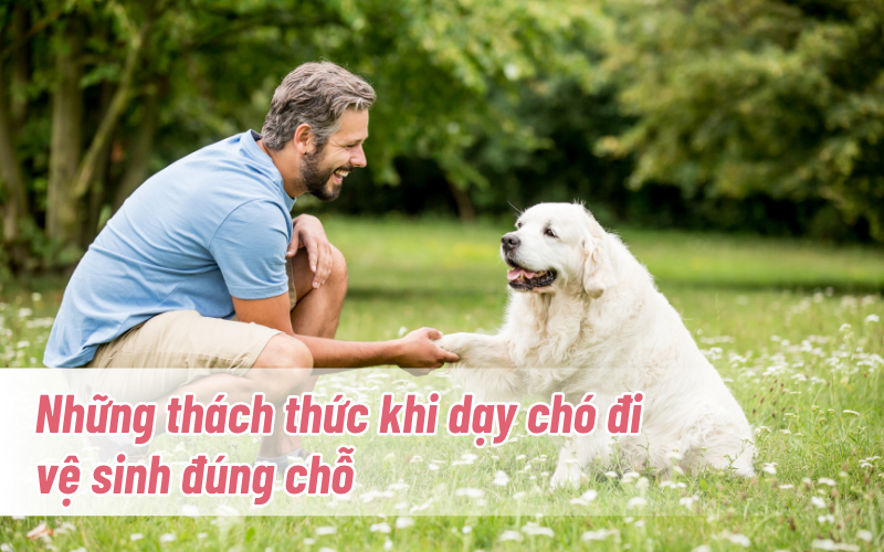 nhung-thach-thuc-khi-day-cho-di-ve-sinh-dung-cho