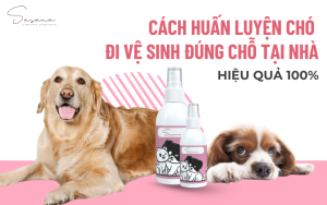cach-huan-luyen-cho-di-ve-sinh-hieu-qua-dung-cach-100%