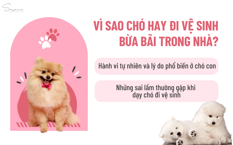 vi-sao-cho-hay-di-ve-sinh-bua-bai