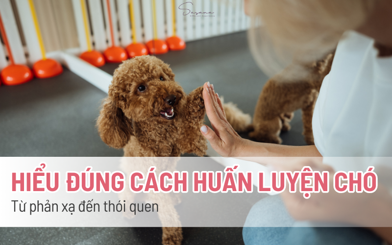 hieu-dung-ve-cach-day-cho-di-ve-sinh