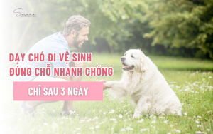 day-cho-di-ve-sinh-dung-cho-nhanh-chong-chi-sau-3-ngay