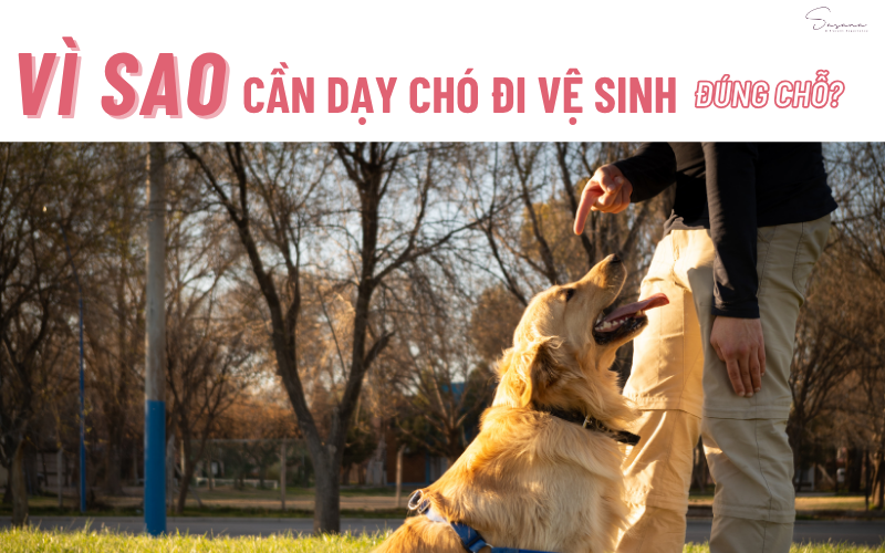 vi-sao-can-day-cho-di-ve-sinh-dung-cho