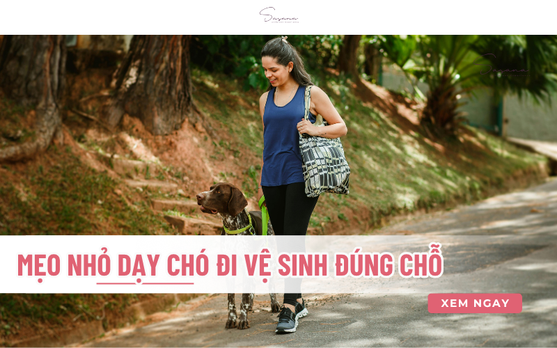 meo-nho-day-pet-di-tieu-dung-cho