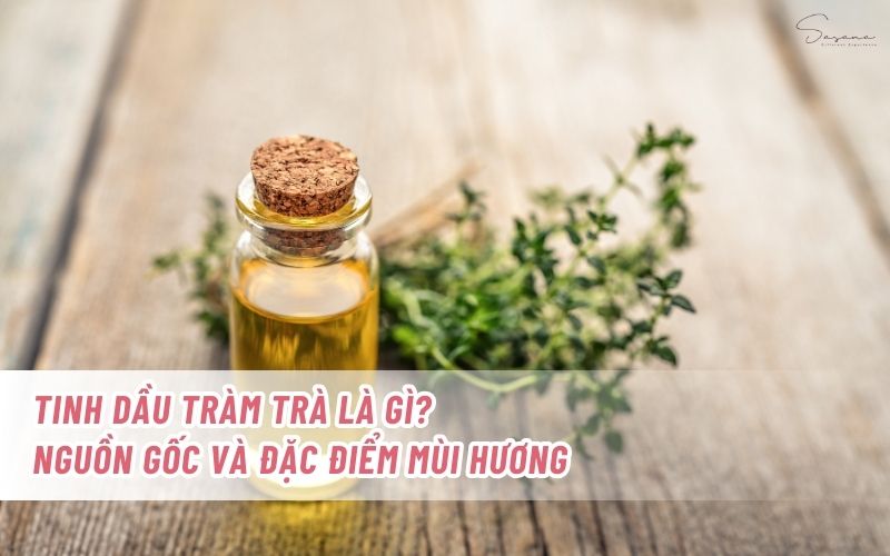 Melaleuca-alternifolia-la-gi-nguon-goc-va-dac-diem-mui-huong