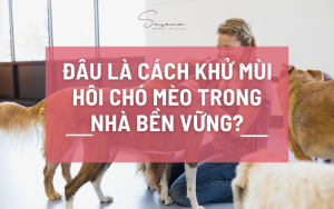 cach-khu-mui-hoi-cho-meo-trong-nha-ben-vung